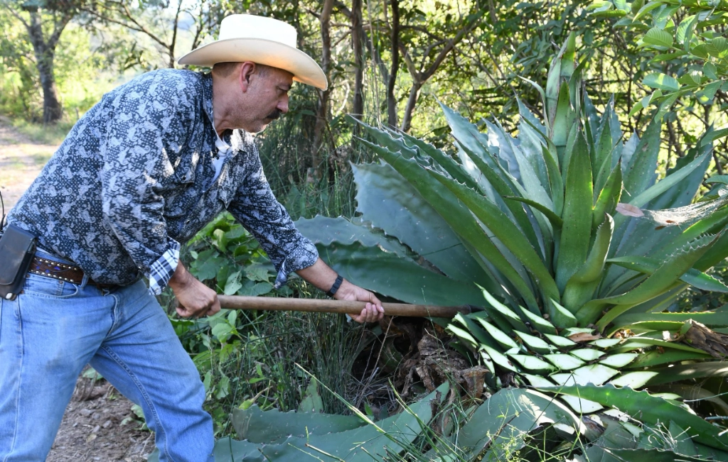 Mezcaleros de 12 estados se reunirán en Morelia Michoacán la próxima para tomar acuerdos que impulsen la producción y las ventas. Foto La Jornada