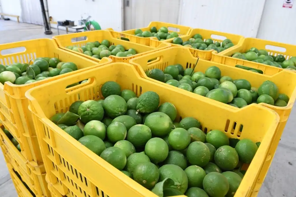 Citricultores han detenido parcialmente las labores de producción del limón ante supuestas extorsiones a productores. Foto 'La Jornada' 