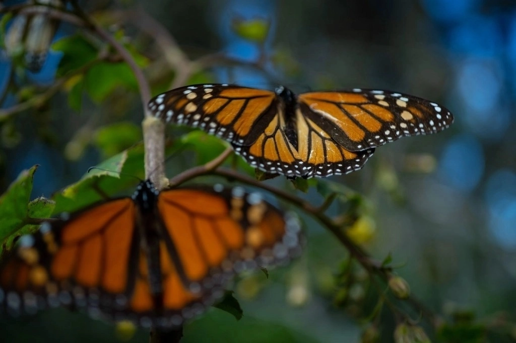 Las mariposas monarca, tras más de 3 mil kilómetros de viaje, se encuentran en etapa de reacomodo en el monte El Campanario. Foto Cuartoscuro / Archivo