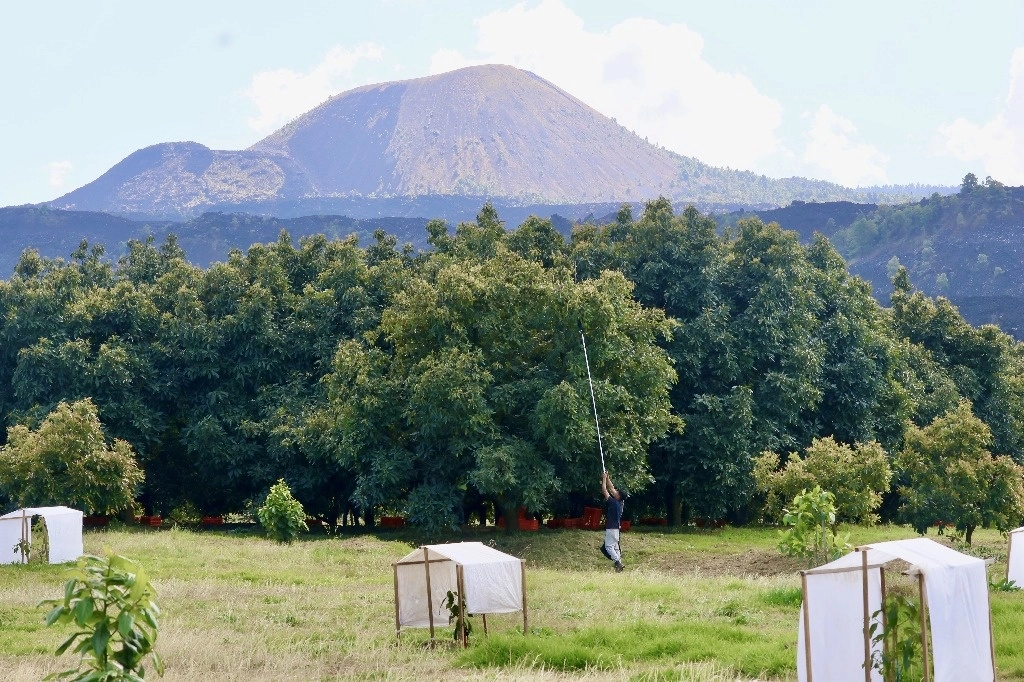 En Nuevo San Juan Parangaricutiro, Uruapan, hay huertas del fruto bajo un programa de buenas prácticas agrícolas. Foto Luis Castillo