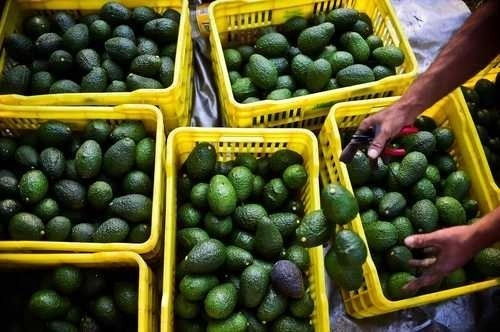 Se estima que en la entidad hay 135 mil hectáreas cultivadas de aguacate, pero de manera ilegal hay al menos otras 30 mil. Foto Afp/archivo