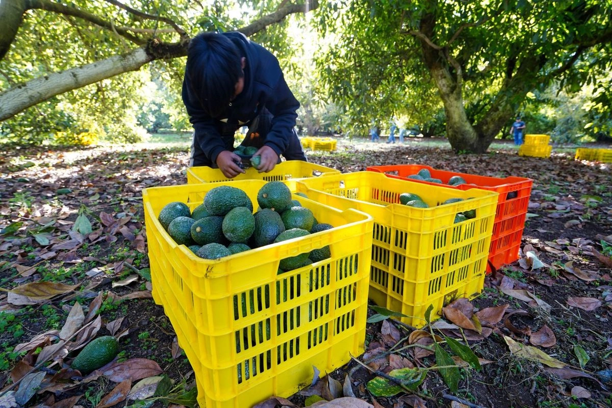 Alejandro Méndez López, titular de la Secretaría de Medio Ambiente de Michoacán, informó que en la entidad hay 42 mil huertas de aguacate que exportan a EU y que fueron certificadas porque están libres de deforestación. Foto 