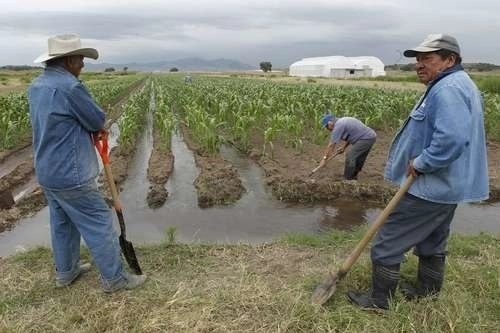 En Michoacán hay 467 mil trabajadores agrícolas afiliados al IMSS. Foto Yazmín Ortega Cortés/Archivo