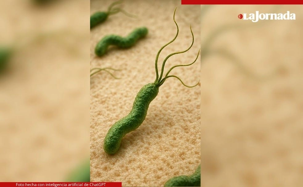  Investigadores proyectan que casi 12 millones de personas nacidas entre 2008 y 2017 infectadas por la bacteria serán diagnosticadas con cáncer. Foto 