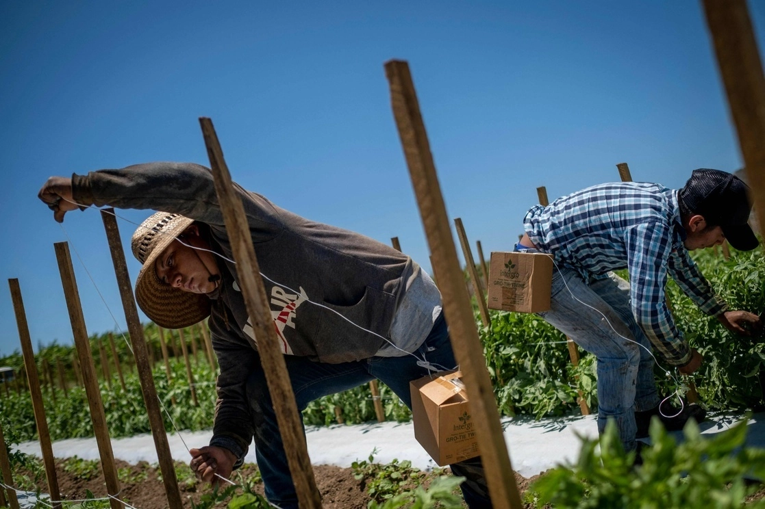 Los migrantes mexicanos representan el 19.8 por ciento de la fuerza laboral en el sector agrícola de Estados Unidos. Foto Afp / Archivo
