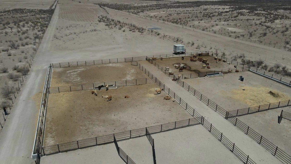La fuerte sequía en Ramos Arizpe, Coahuila, ha provocado la muerte de decenas de vacas por falta de agua. Foto Cuartoscuro 