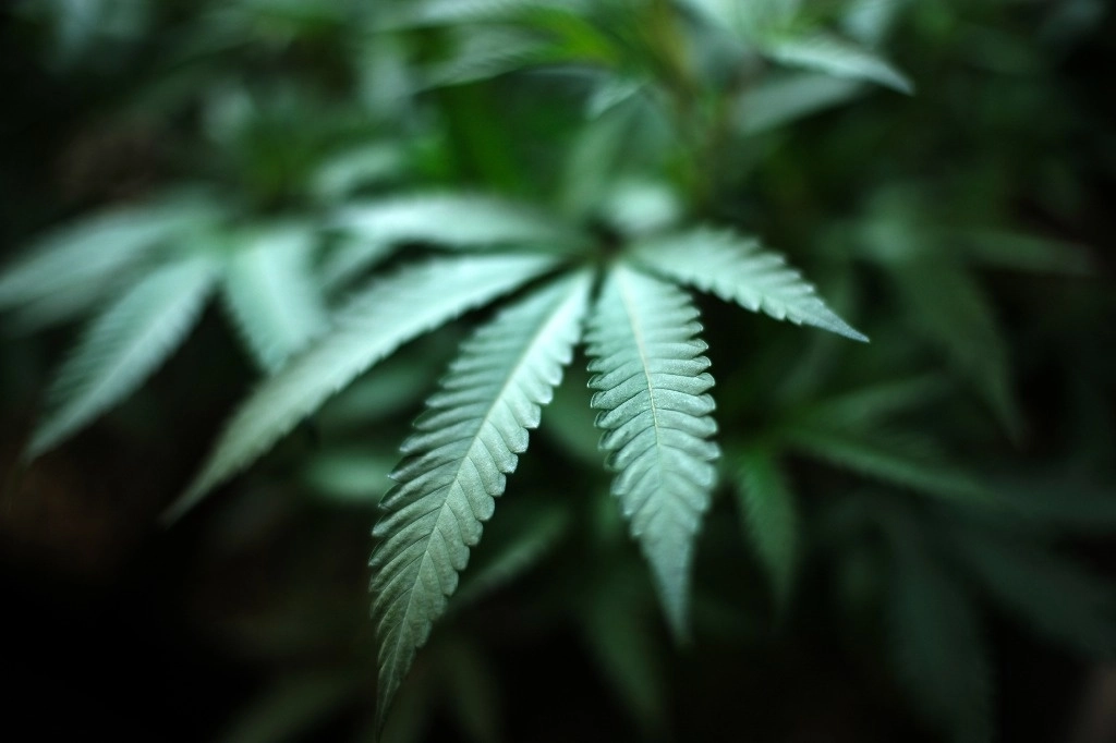 Miles de personas festejan la legalización del uso de la mariguana en Alemania. Foto Ap