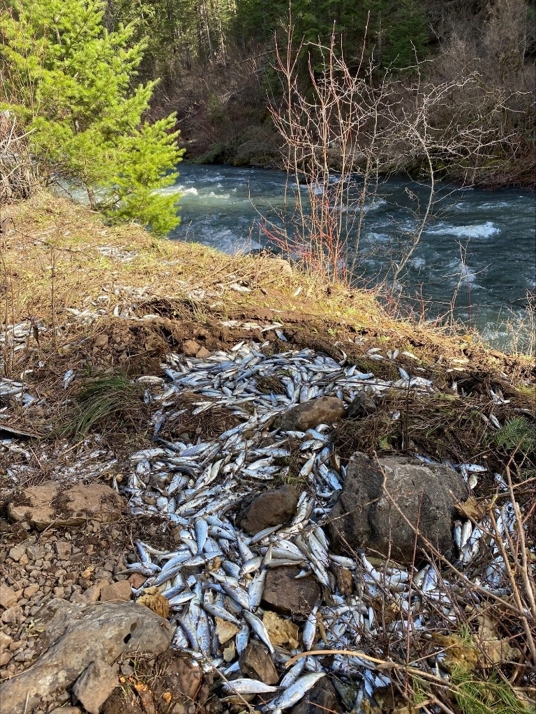 El salmón real, o chinook, está amenazado tras décadas de la intensa sequía que afecta al oeste de Estados Unidos, agravada por el cambio climático. Foto Departamento de Pesca y Vida Salvaje de Oregón 