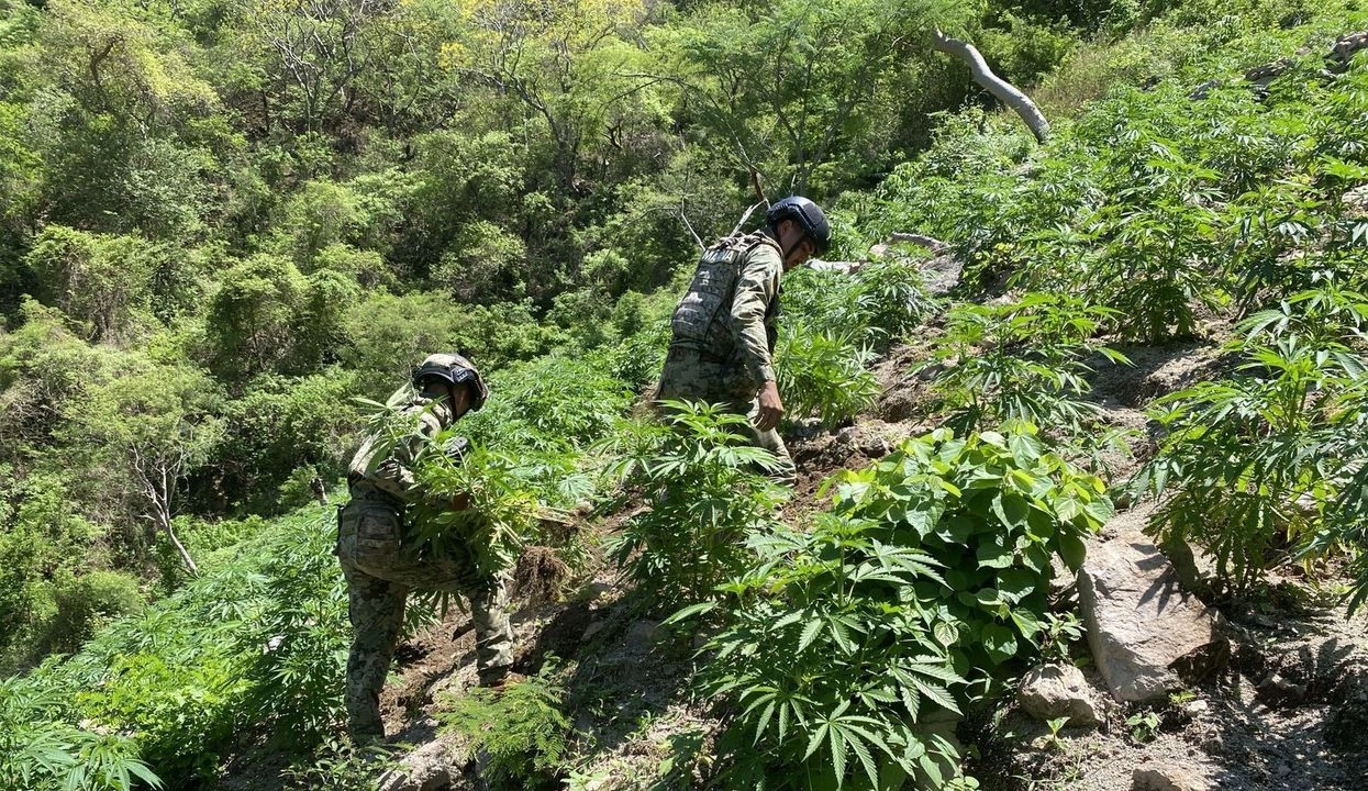 El Ejército Mexicano destruyó amplios plantíos de amapola y mariguana localizados en Nayarit. Foto 
