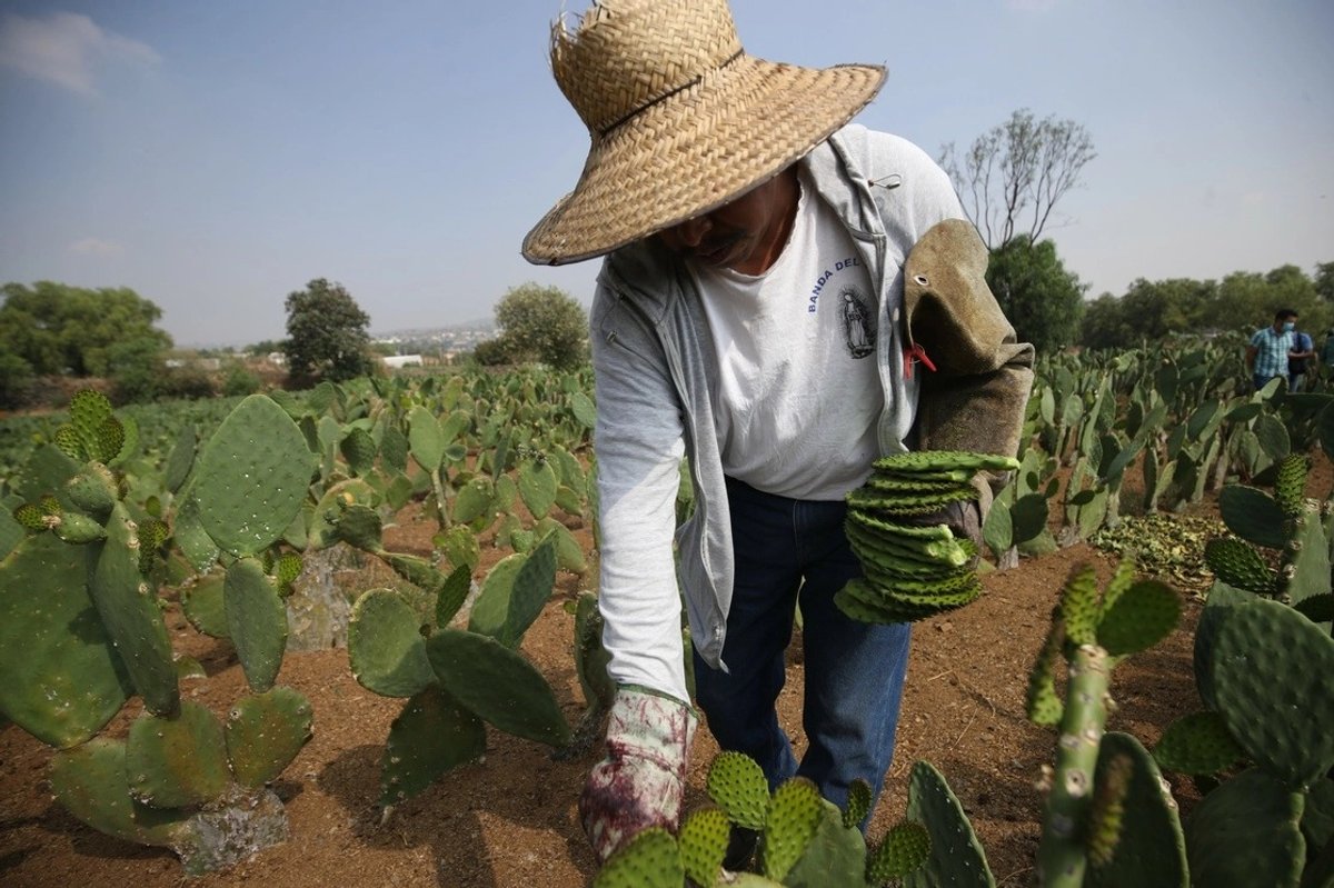 Luis Hernández Navarro 
