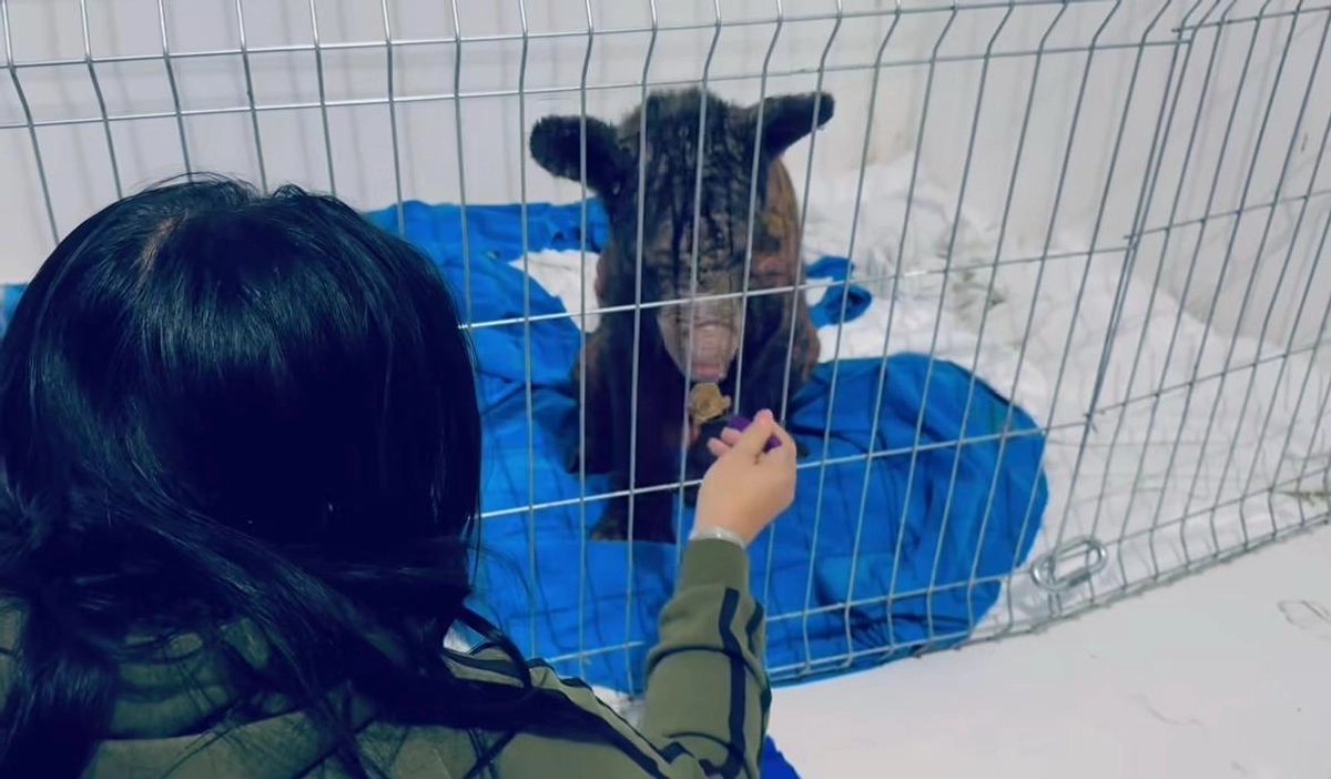 Por más de 50 días, la Fundación Invictus ha dado cuidados especiales a la osa 'Mina' quien fue rescatada del Zoológico La Pastora en Nuevo León. Foto 