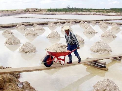 En pleno semidesierto, habitantes de la comunidad El Zancarrón, en Santo Domingo, San Luis Potosí (en los límites con Zacatecas), obtienen sal en forma artesanal al evaporar en piletas agua marina que se encuentra en depósitos casi superficiales, a siete metros de profundidad. Foto Alfredo Valadez