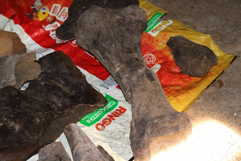 Los restos fósiles de mastodonte, localizados en la vereda Mápura, fueron verificados por profesionales de la UTP, el 22 de septiembre de 2020. Foto tomada de www.facebook.com/alcaldiaquinchia
