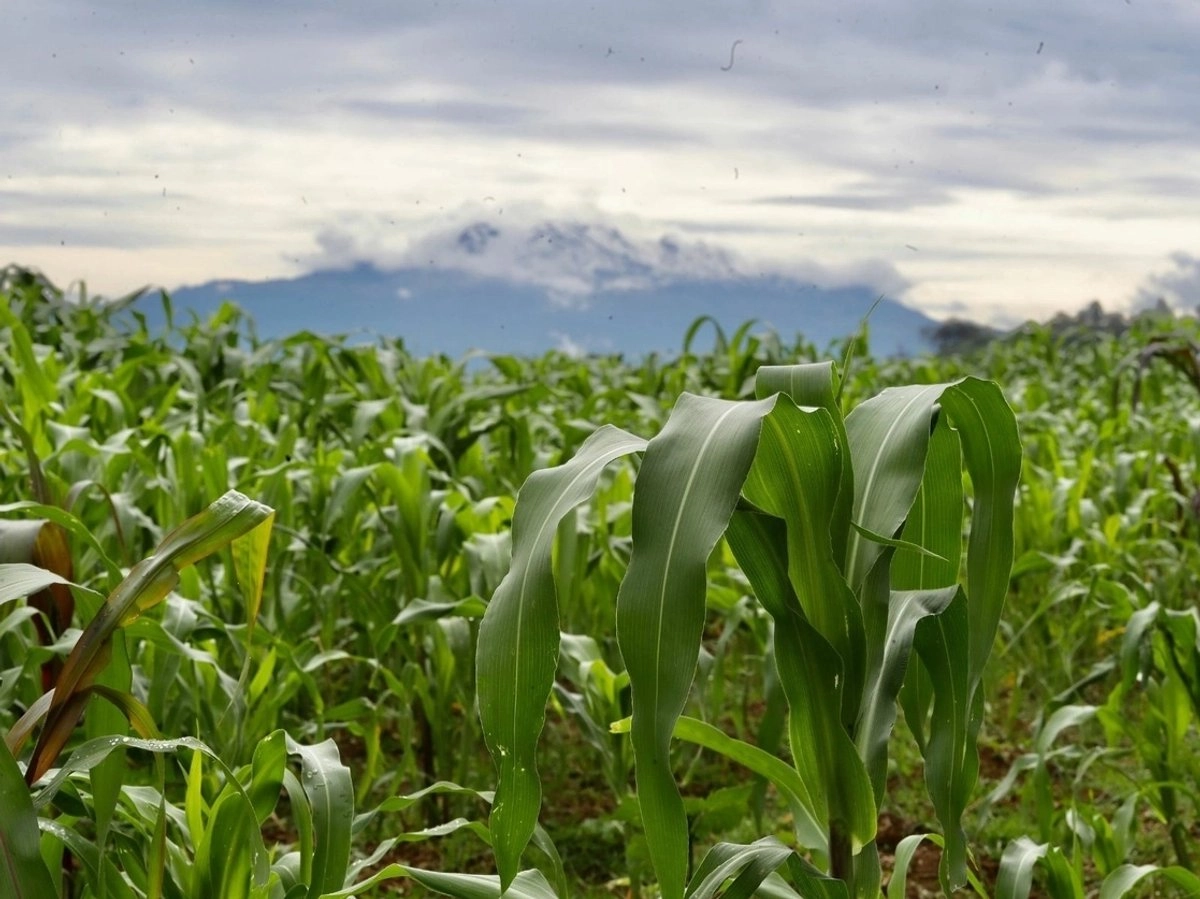 Cultivo de maíz en el pueblo San Pablo Oztotepec, en la alcaldía Milpa Alta, en la Ciudad de México. Foto 