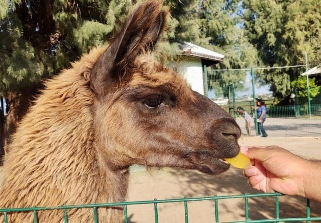 El zoológico ha instalado bebederos adicionales con electrolitos orales para asegurar una correcta hidratación. Foto Carlos Figueroa 