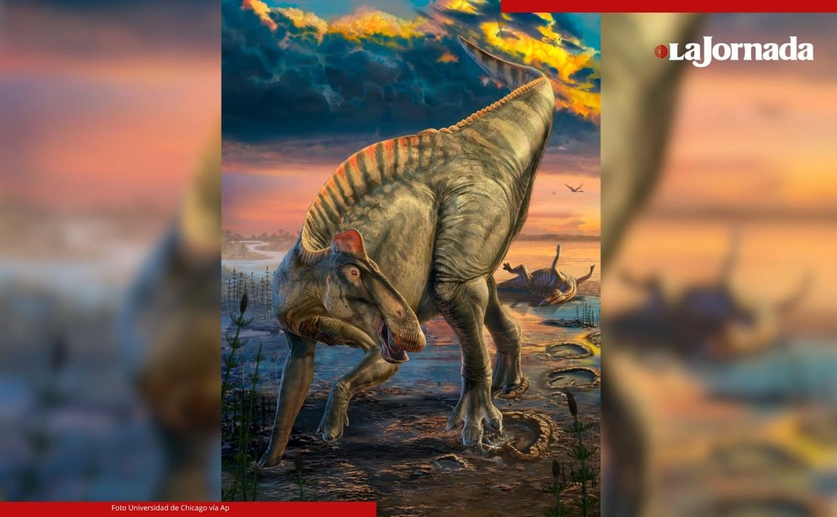 La ilustración proporcionada por la Universidad de Chicago muestra el aspecto de un dinosaurio con pico de pato, con base en restos momificados hallados en Wyoming. Foto Dani Navarro / Universidad de Chicago vía 