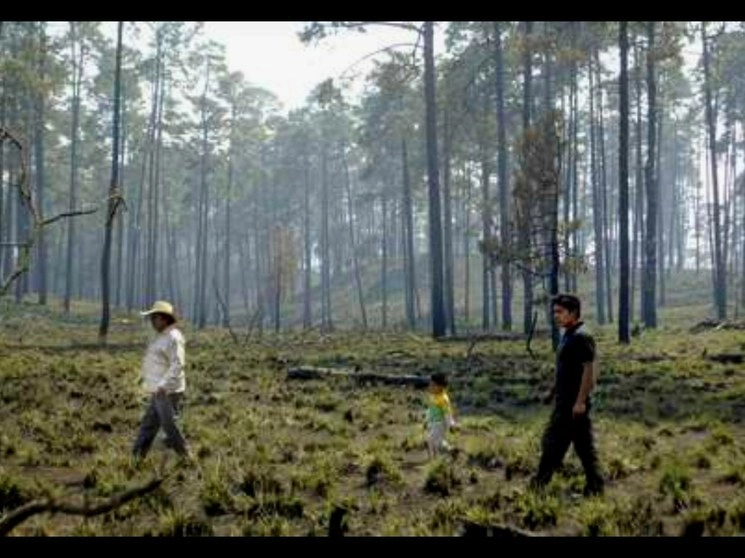 En el bosque de Milpa Alta. Foto Marco Peláez / Archivo