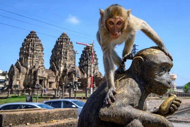 En Lopburi, en Tailandia, miles de monos en libertad, atracción de turistas hoy inexistentes, están fuera de control y obligan a las autoridades a tomar medidas. Foto Afp 