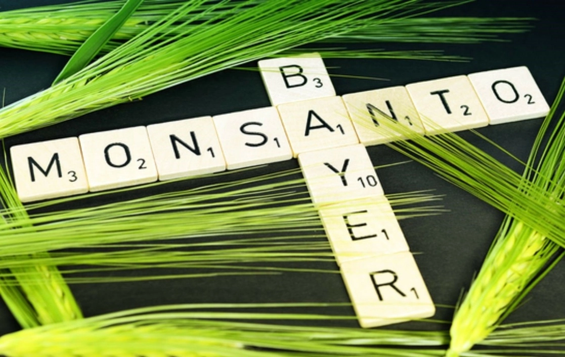 Bayer AG, propietaria de la fabricante de semillas genéticamente modificadas Monsanto, y un organismo de cabilderos trabajan en estrecha colaboración con funcionarios de Estados Unidos con el fin de presionar al gobierno mexicano para que desista de prohibir el glifosato. Foto Xinhua / Archivo