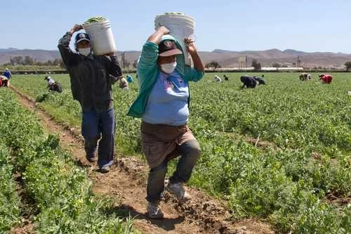 El campo mexicano no será ajeno a la catástrofe social que enfrentará México antes de que termine 2020, consideran movimientos campesinos en el país. Foto Édgar Lima / Archivo 