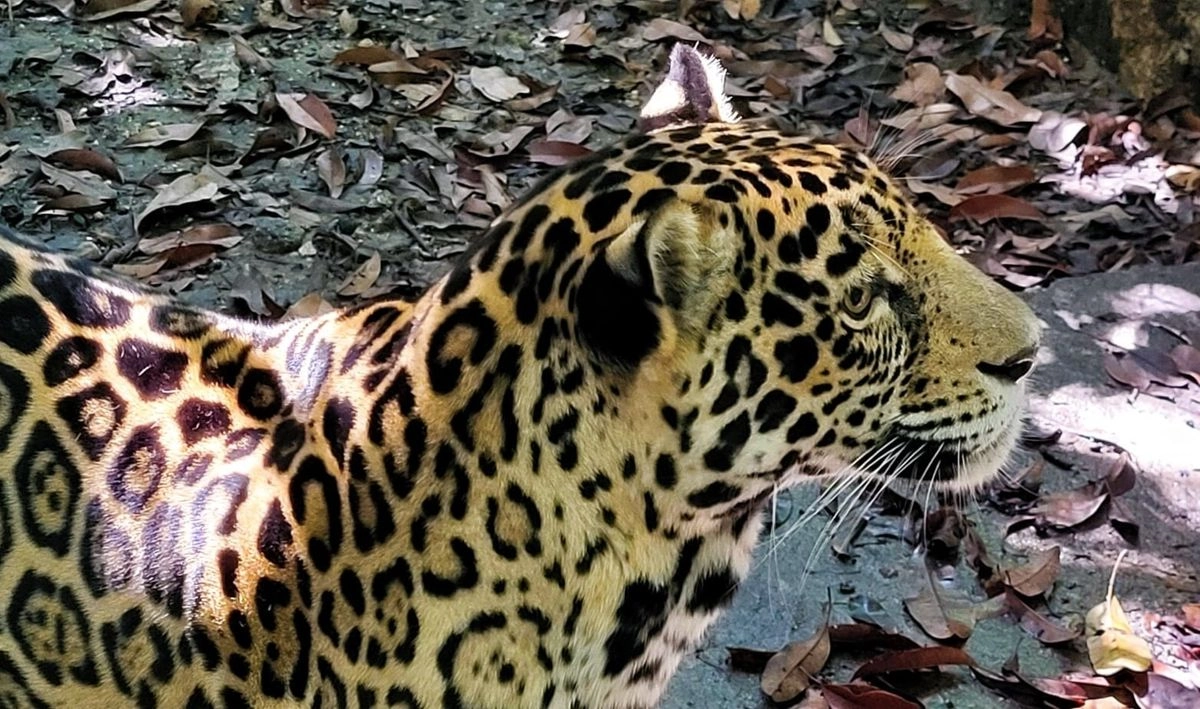 “Hoy despedimos con gratitud y respeto a este ejemplar que nos enseñó sobre fortaleza y dignidad. Aunque su ausencia duele, su memoria será siempre un llamado a la conciencia y a la acción colectiva frente a la grave problemática del tráfico ilegal de vida silvestre en México”, aseveró el ZooMAT. Foto 