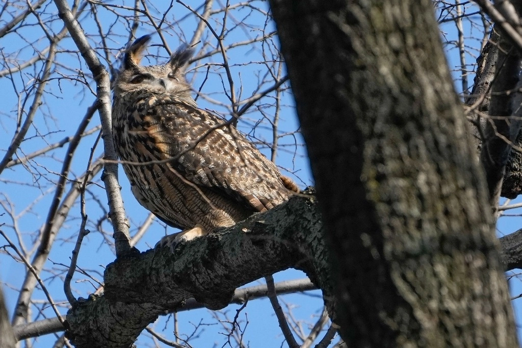 Las autoridades del Zoológico de Central Park culparon directamente a la persona que abrió el recinto de Flaco. Foto Ap