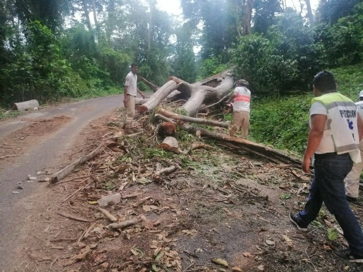 Se registraron fuertes lluvias en Cacahoatán, Unión Juárez y Tapachula que tiraron árboles y causaron daños en viviendas. Foto @pcivilchiapas