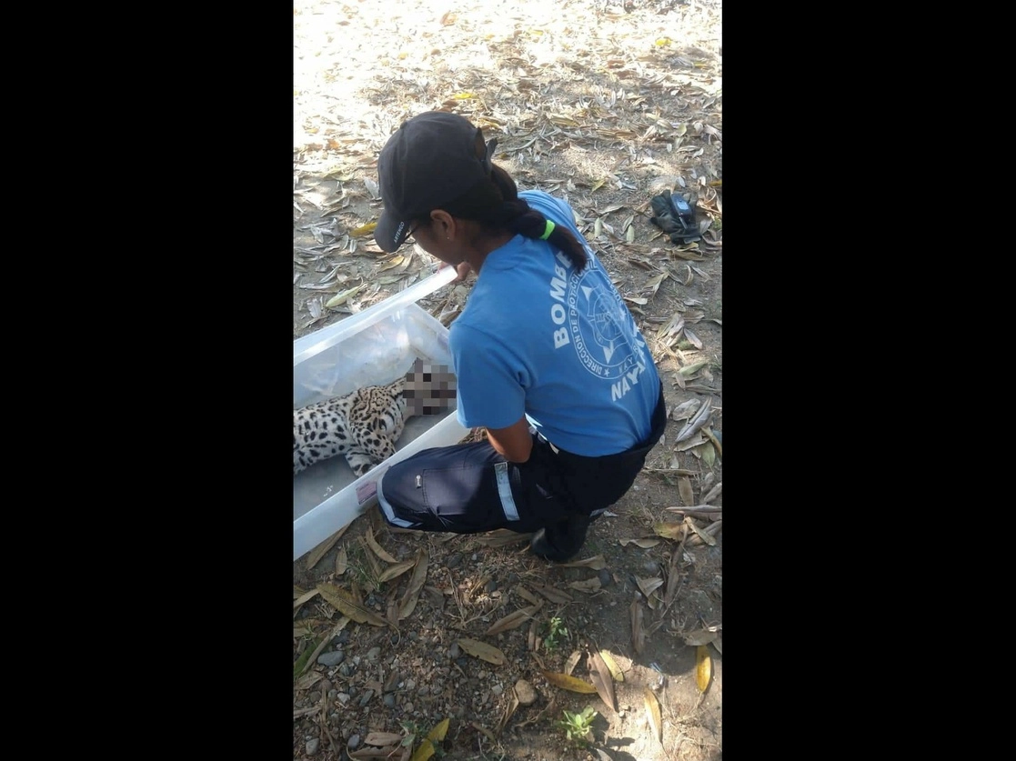 Personal de Bomberos reportó la muerte de una hembra de ocelote, por atropellamiento vehicular, en la carretera que comunica a Higuera Blanca con Punta de Mita, en el municipio de Bahía de Banderas. Foto Luis Sánchez
