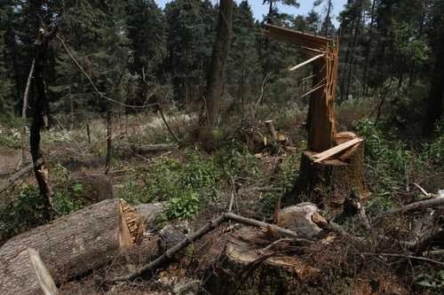El ataque de los talamontes contra policías de la SCC ocurrió el pasado martes 26 de mayo, en la zona del Ajusco. Foto Roberto García Ortiz/Archivo