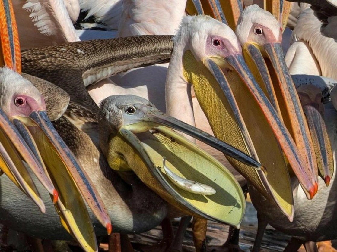 El parque nacional de aves de Djoudj, en Senegal resguarda a cerca de 400 especies de pájaros. Foto Afp / Archivo