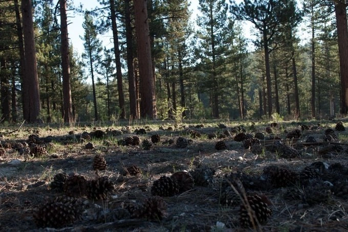 Al lugar acudieron elementos de la Coesfo, de la Comisión Nacional Forestal (CNF), Protección Civil municipal y comuneros de Tepejillo. Foto Conafor