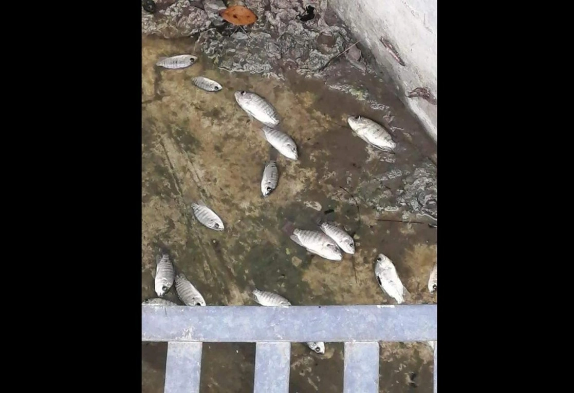 Decenas de peces murieron luego de que empleados municipales vaciaran una laguna artificial ubicada en el Parque Ecológico de Huejutla. Foto Juan Ricardo Montoya