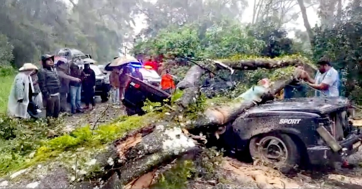 Vehículo siniestrado tras la caída del árbol. Foto 