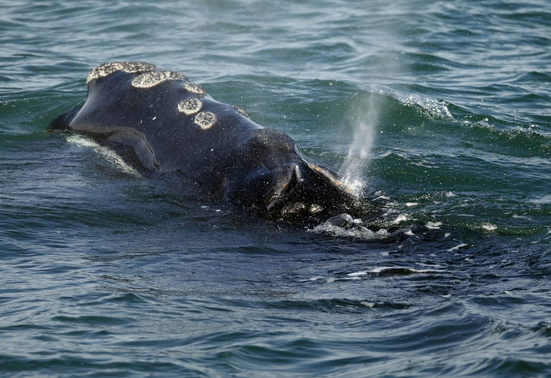 Una ballena franca del Atlántico Norte se asoma en las costas de Plymouth, Massachusetts. Foto Ap / Archivo