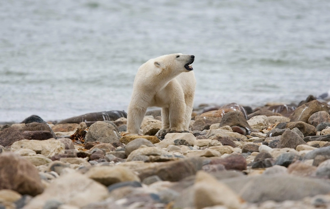 Los investigadores inspeccionaron la región occidental de la Bahía canadiense de Hudson y calcularon que en 2021 había 618 osos, comparados con los 842 en 2016. Foto Ap