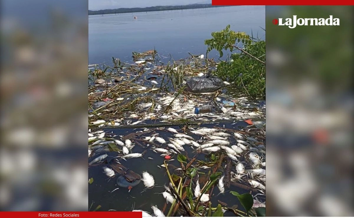 Pescadores de la laguna Tres Palos denunciaron que desde el viernes pasado comenzaron a morir cientos de peces en el acuífero. Foto 