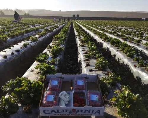 Campo agrícola en San Quintín, en BC, donde laboran mujeres en desventaja frente a los hombres. Foto cortesía Mujeres Unidas en Defensa de Jornaleras e Indígenas
