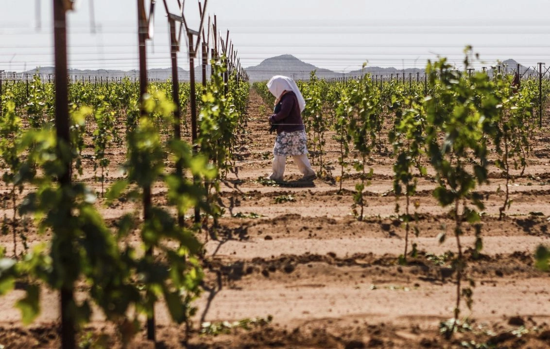Las trabajadoras del sector agrícola, reciben casi 20 por ciento menos de salario que los hombres. Foto 