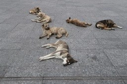 Perros callejeros en la delegación Iztapalapa en la CDMX. Foto Yazmín Ortega