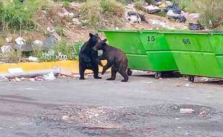 Aunque los osos parezcan inofensivos, siguen siendo peligrosos, pues no están del todo acostumbrados a convivir con la gente. Foto La Jornada