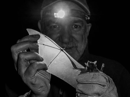 Los quirópteros tienen un sistema inmune mucho más potente y fuerte que el de los humanos y necesitamos aprender cómo lo desarrollaron, señala Rodrigo Medellín Legorreta (imagen), biólogo y uno de los más connotados expertos en su estudio. Foto Joaquín Meza