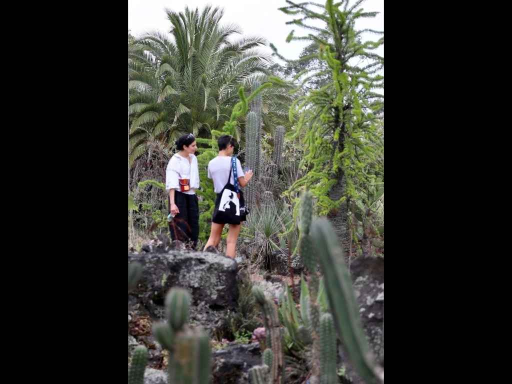El Jardín Botánico de la UNAM "es un espacio para que las personas conozcan, se maravillen y aprendan sobre la gran diversidad de plantas", explica Salvador Arias Montes, quien dirige esta área de investigación y difusión, que en 14 zonas exhibe sus paraísos de cactáceas, agaves, orquídeas y especies tropicales. Foto Roberto García Ortiz