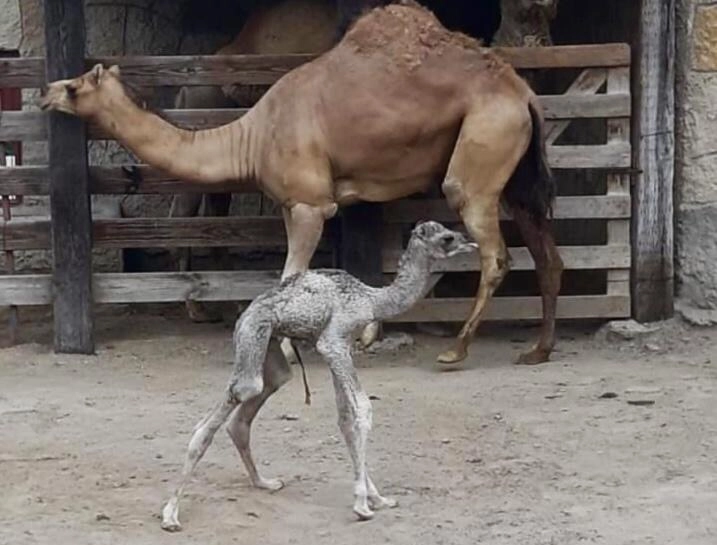 El Zoológico de Nuevo Laredo cuenta con una nueva cría hembra de dromedario, la cual nació el 24 de junio. Fotos Carlos Figueroa
