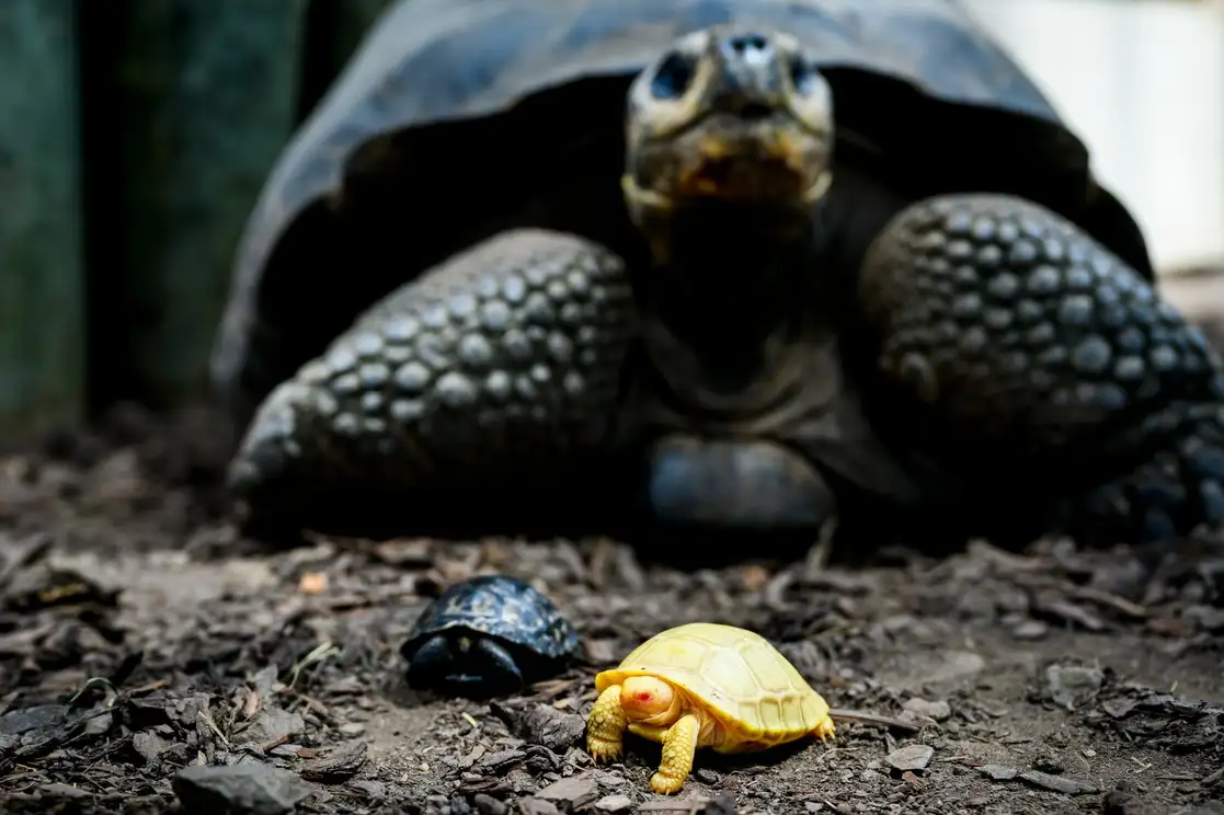 Un bebé tortuga albina gigante de Galápagos es fotografiado junto a otro bebé y una tortuga gigante de Galápagos en el Tropiquarium en Servion, Suiza, el 3 de junio de 2022. Foto Ap