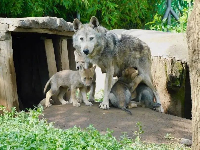 Los cachorros nacieron el 21 de abril y fue el 21 de mayo cuando se pudo observar a las crías fuera de la madriguera. Foto 