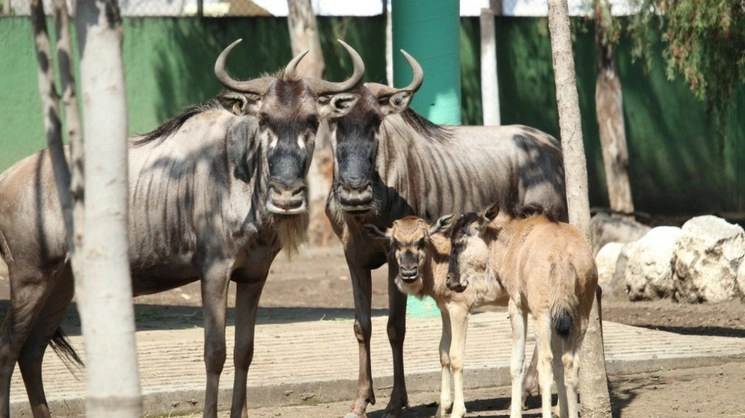 Los animales recién nacidos se encuentran en una de las áreas más grandes de todo el parque para que puedan desarrollarse en óptimas condiciones. Foto 'La Jornada'