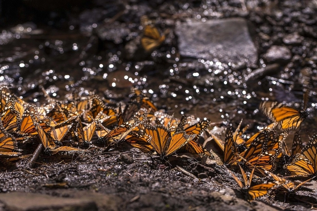 La mariposa Monarca en el santuario El Rosario, en el municipio de Ocampo. Foto Ignacio Juárez