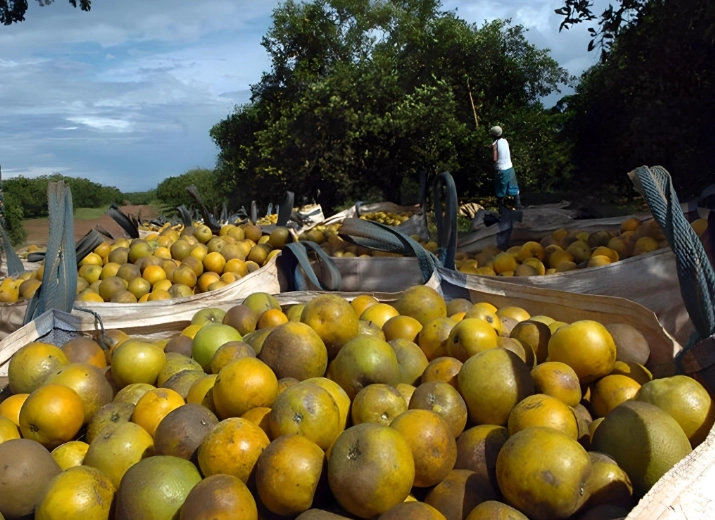 Los productores inconformes refieren que hacen un gran esfuerzo desde hace mas de diez años por producir fruta orgánica, pero se enfrentan a una competencia desleal. Foto  'La Jornada' / Archivo