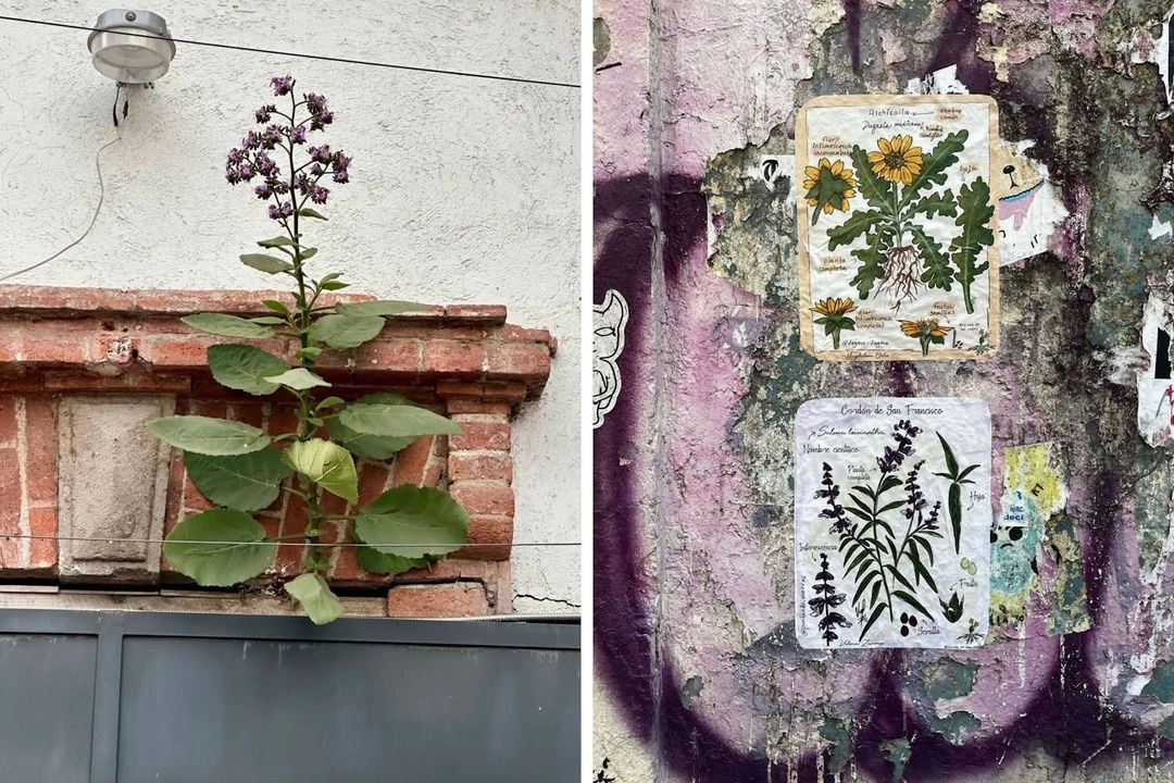 Coordinaron la primera etapa el arquitecto Armando Maravilla, el biólogo Arath Macías y la artista Sofía Probert. 