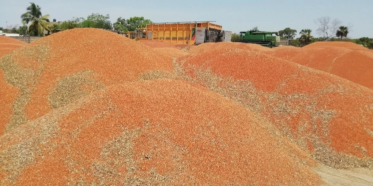 La Secretaría de Economía de Nayarit señaló que el sorgo que se produce en el estado "es muy atractivo para los industriales de los alimentos balanceados para ganado". Foto Luis Sánchez